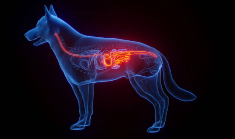 Why Gut Health Is the Foundation of Your Pet’s Overall Health