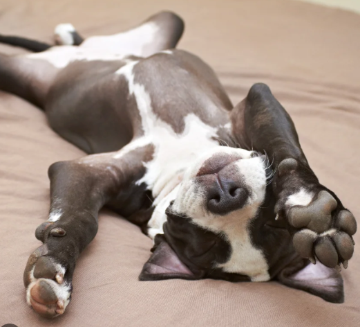 What Each Probiotic and Prebiotic Strain in ImmunoGut Does for Your Dog's Gut