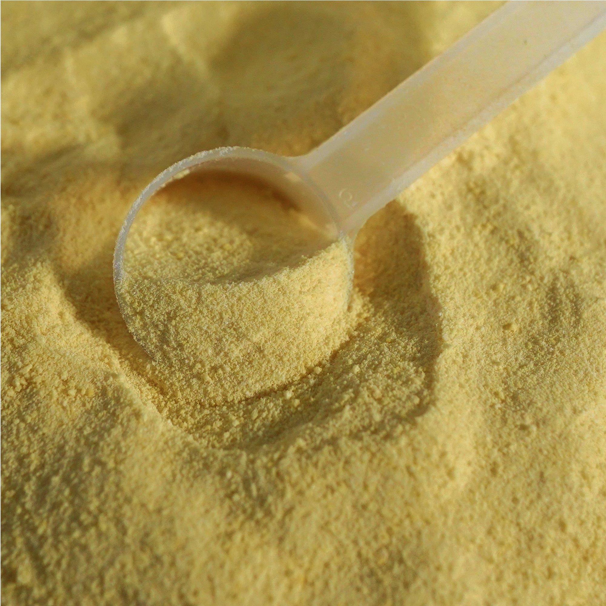 Close-up of a plastic scoop filled with beef bone broth powder.
