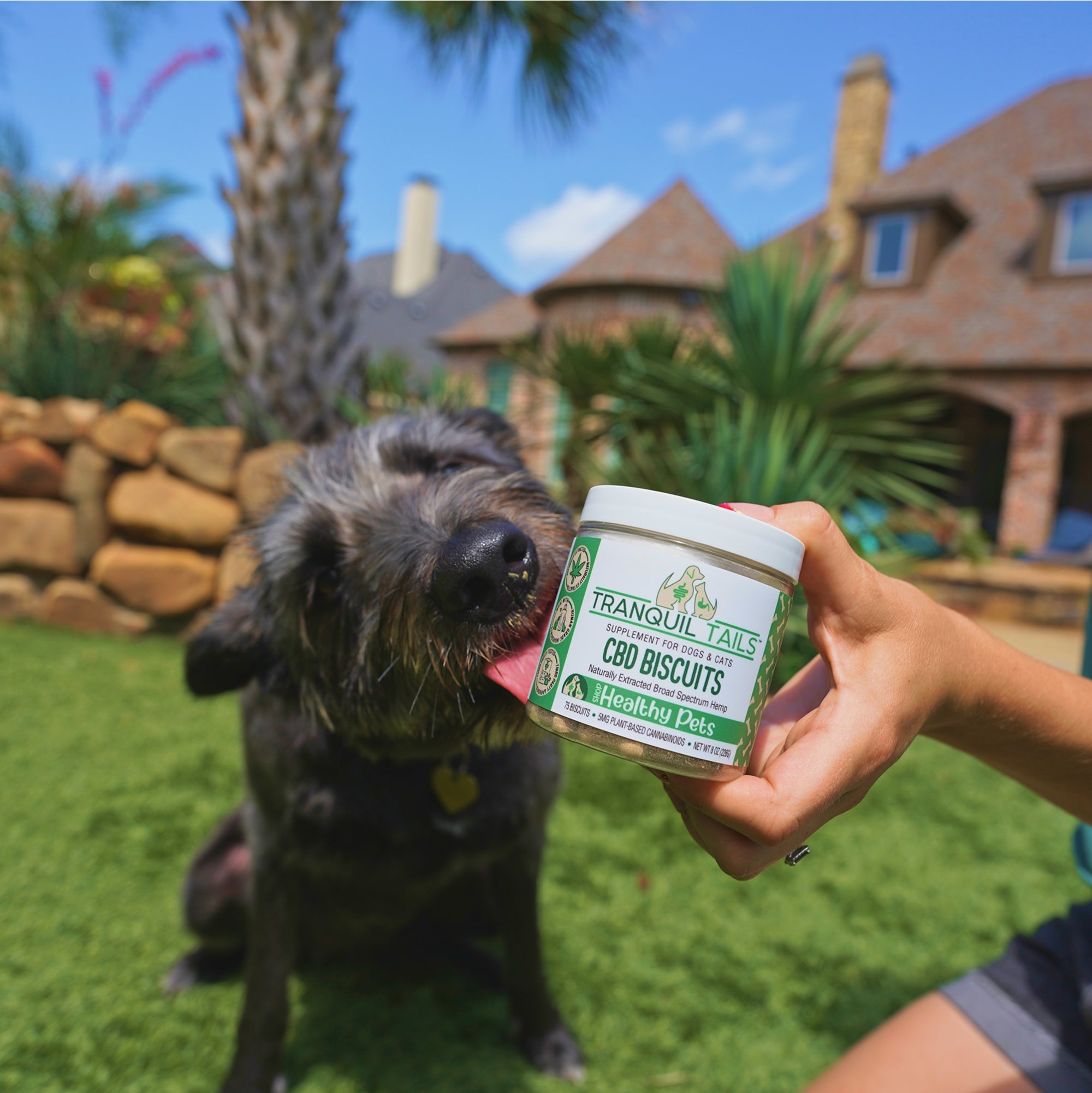 Dog licking a jar of Tranquil Tails CBD Biscuits